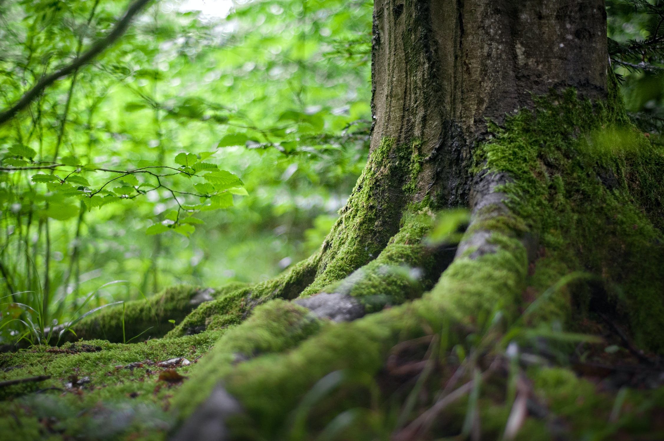 cropped-pexels-photo-142497.jpeg